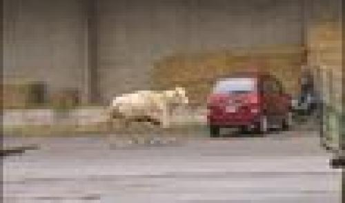 Chasse au taureau à Droixhe